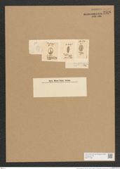 Cocconeis scutellum Ehr. (de-Toni-Nr.: Genus 40, Species 1812) Zeichnungen Sammlung Grunow Nr. 3596 (NHMW-BOT-W0371189)